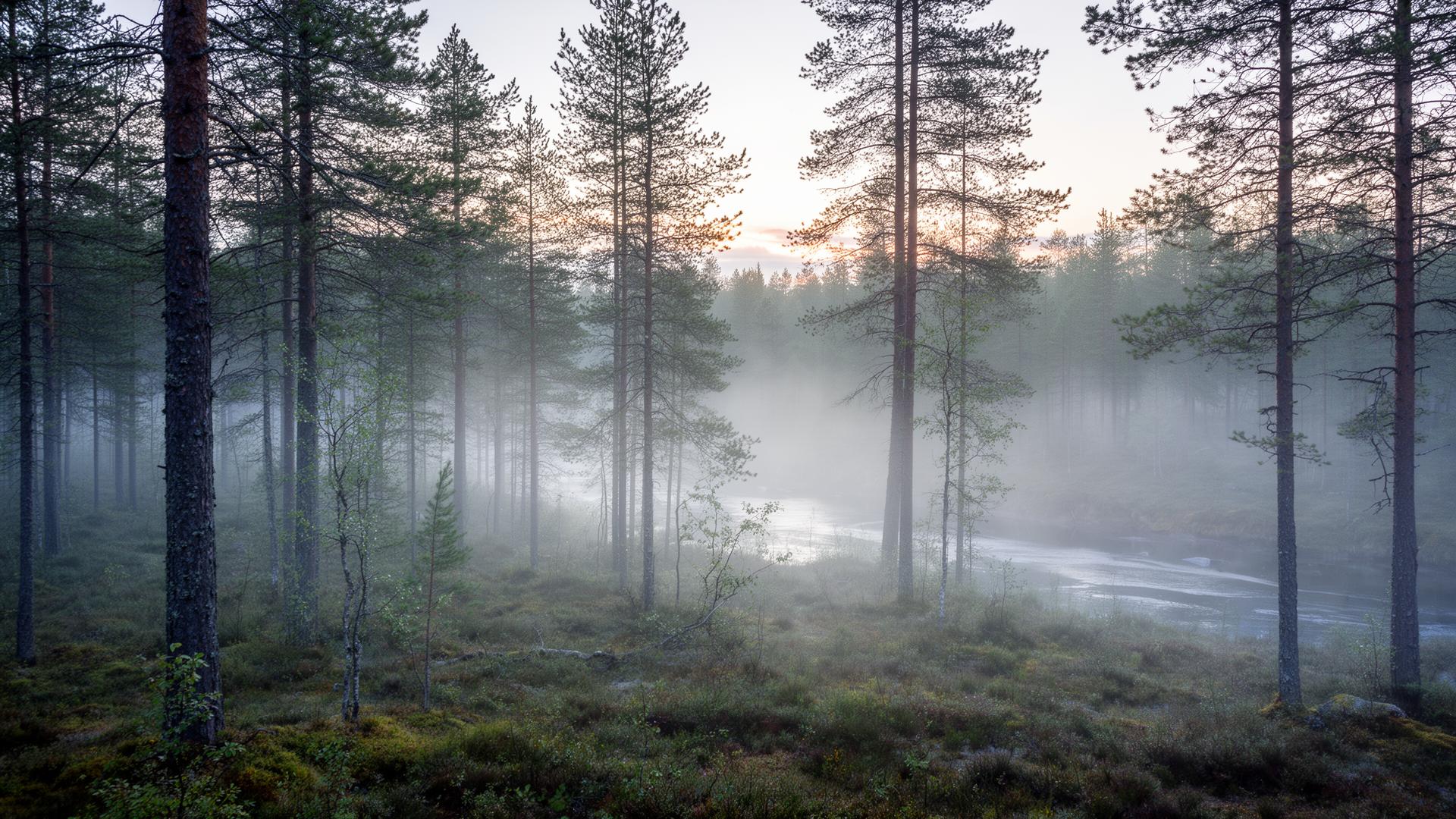 Dimmölje över tallskog vid Indalsälven i Västernorrland